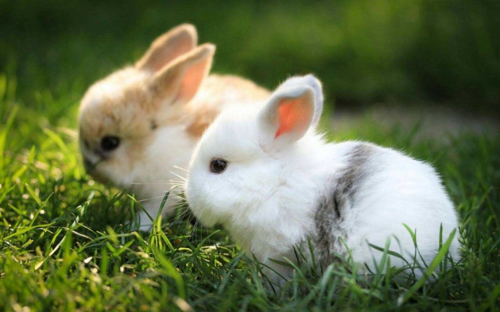Little rabbits