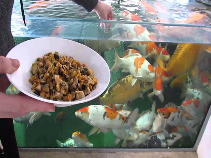 Aliments artificiels pour poissons
